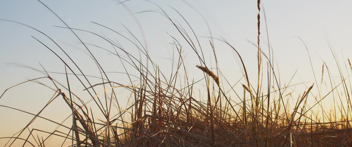 Tall grass and weeds move in the breeze