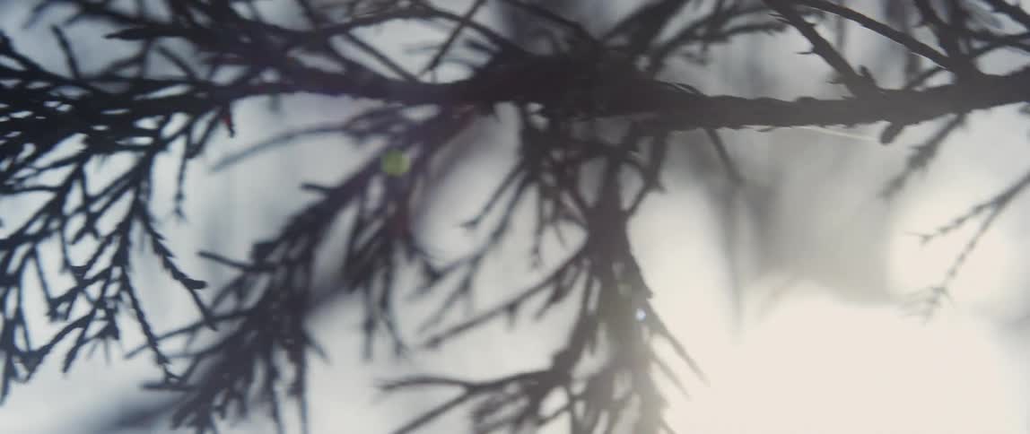 Close up view of an evergreen tree branch swaying in the wind
