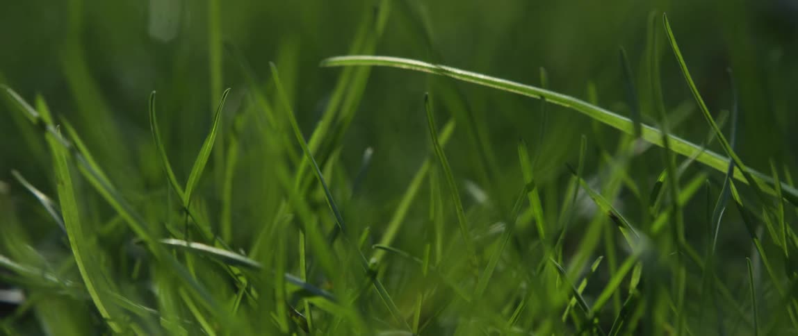 Extreme close up shot of grass blades blowing in the wind