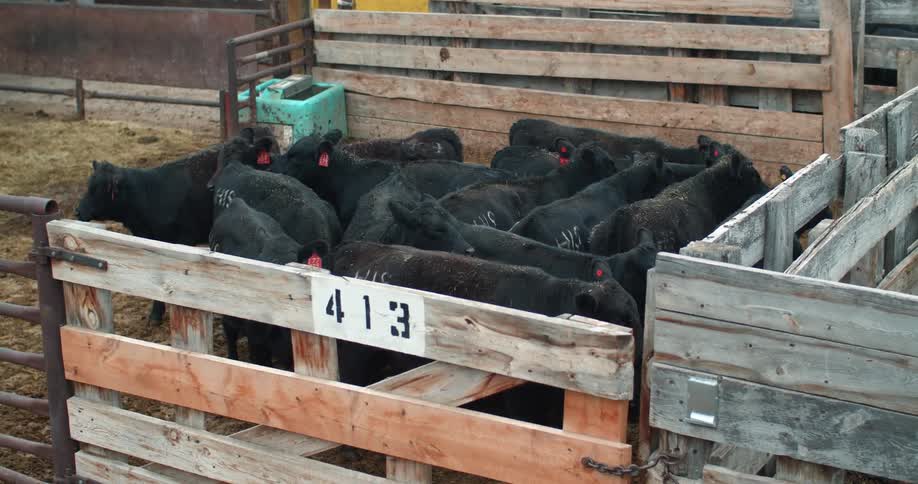 Herd of black cattle crammed in a small wood coral on a farm