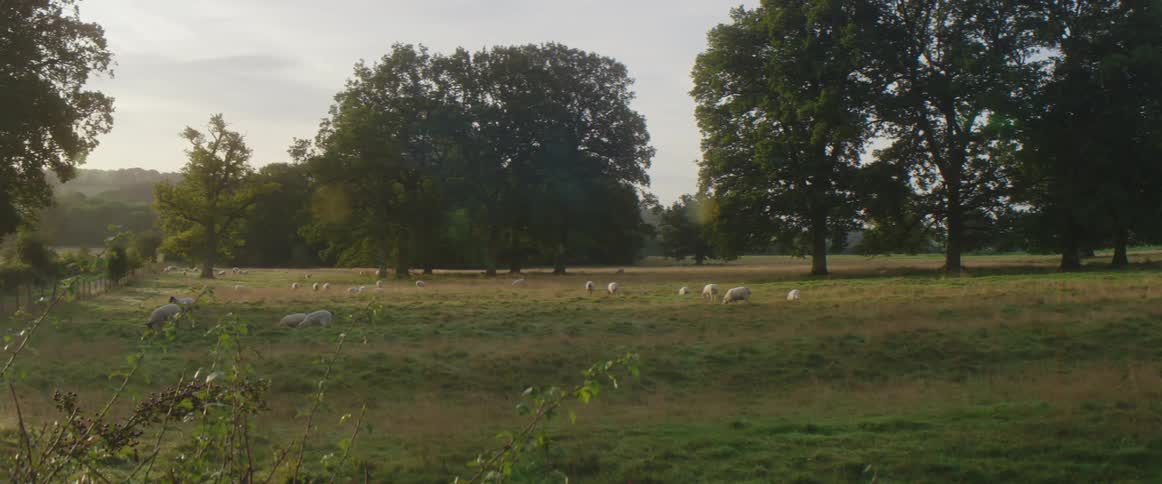 Sheep are grazing on grass in a field