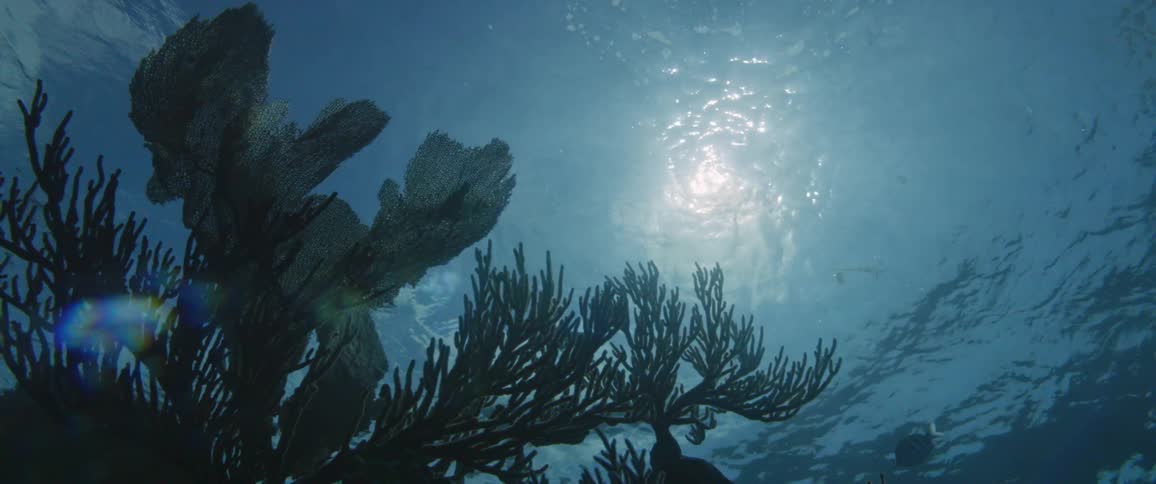 Plants sway back and forth in the ocean
