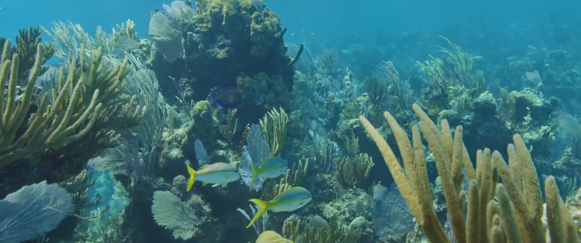 A school of fish swims through a coral reef
