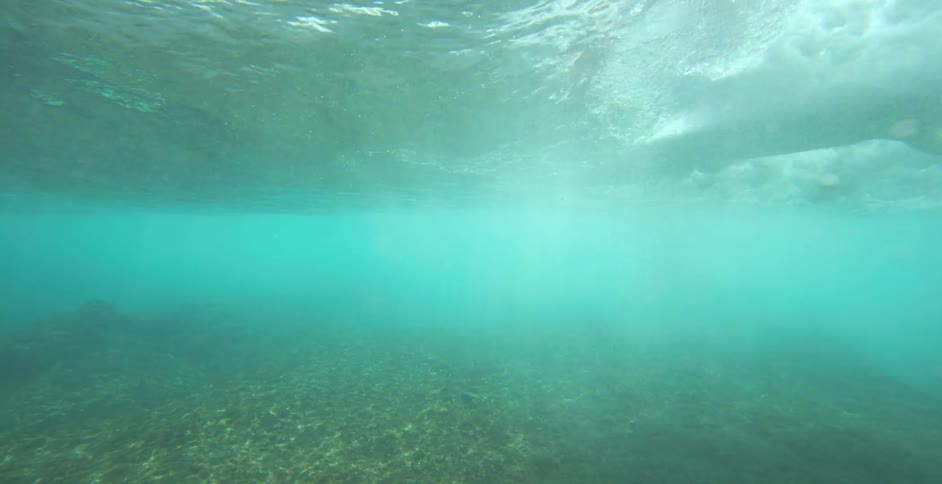 A shark is swimming near the ocean floor