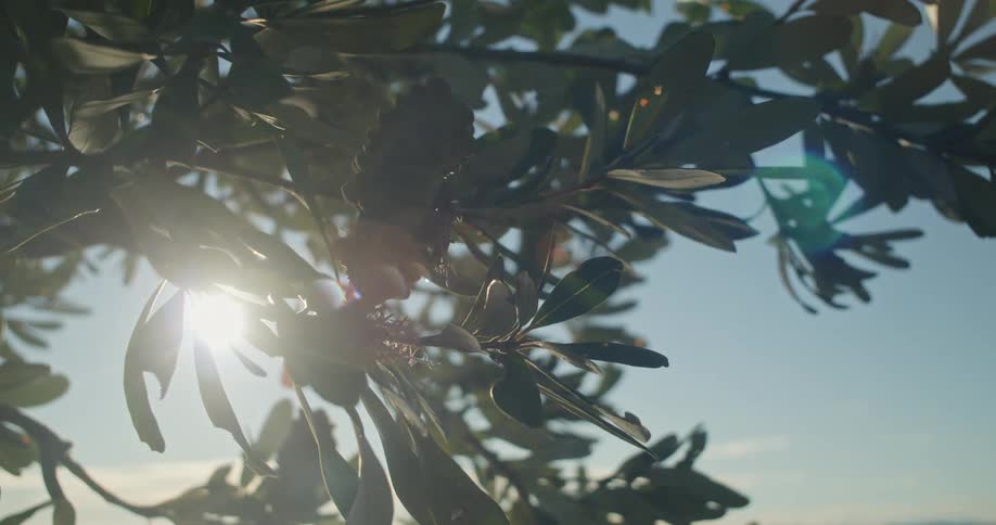 The sun shines brightly through tree branches