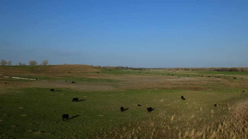 Black cows graze in a large field