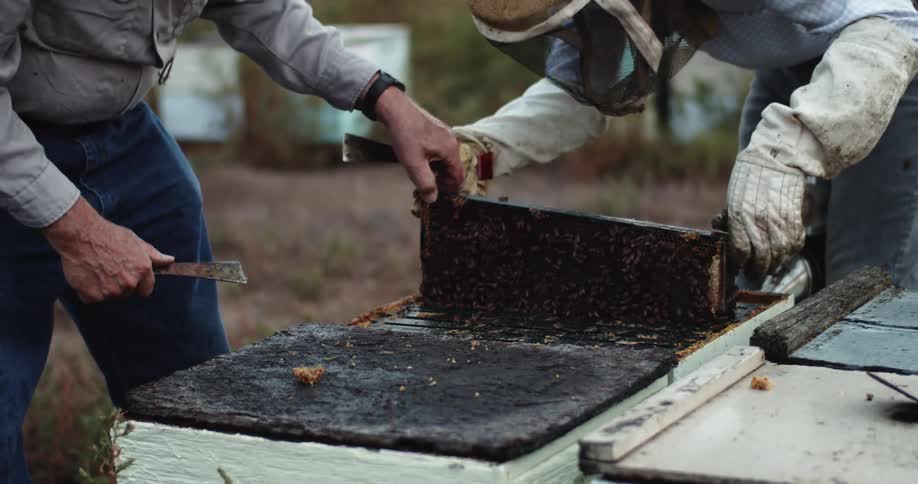 Two beekeepers work on lifting a hive panel to harvest honeycomb