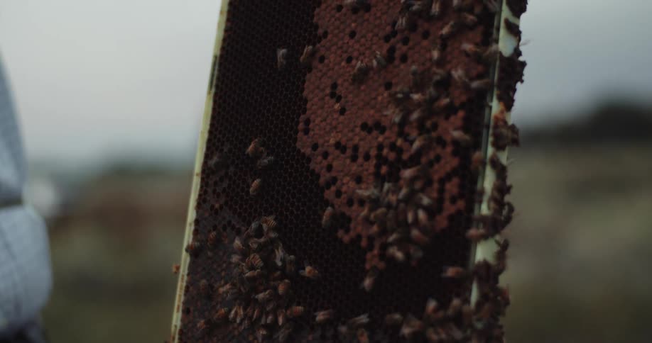 A bee handler holding a honeycomb covered with bees