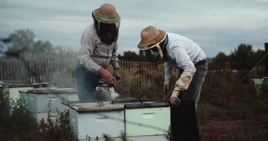 Two beekeepers tend to a hive as bees fly around