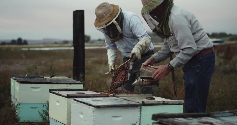 Two beekeepers maintaining the bees together