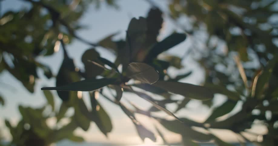 Close up view of leaves on a tree at dusk