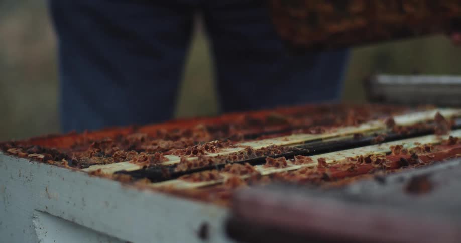 Beekeeper places the lid over a wooden hive after smoking the bees