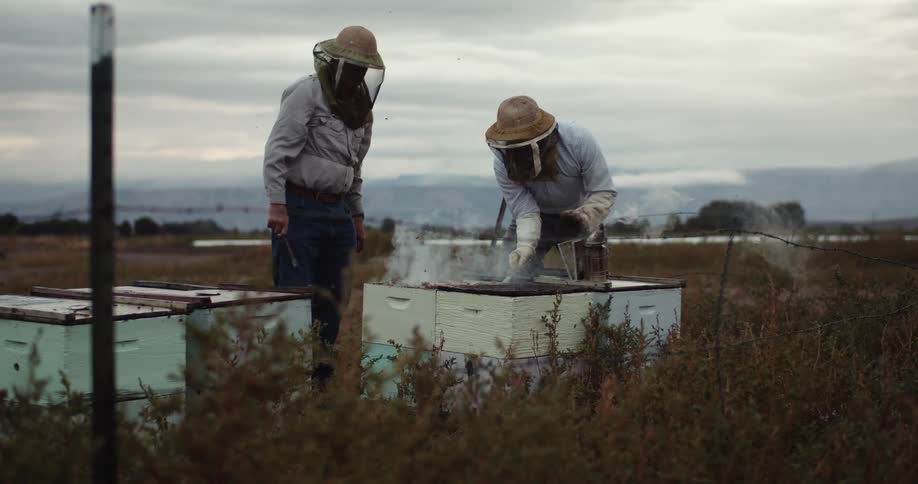 Two men wearing protective gear use smoke on bees then scrape at hive contents in field