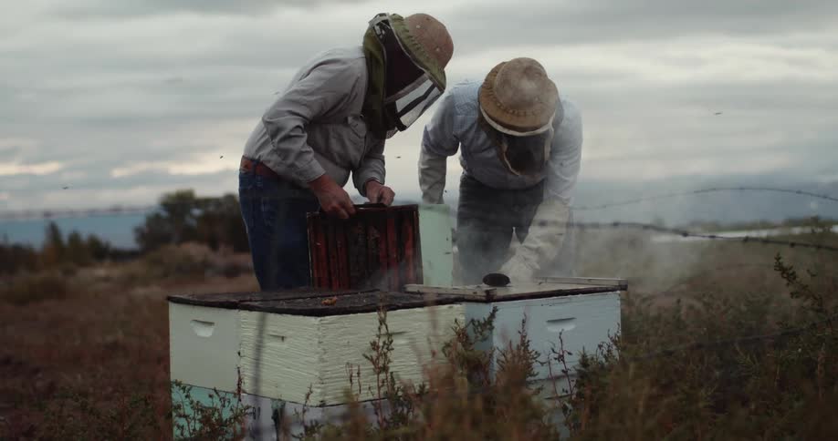 Beekepers smoking wooden beehives on a field at sunset