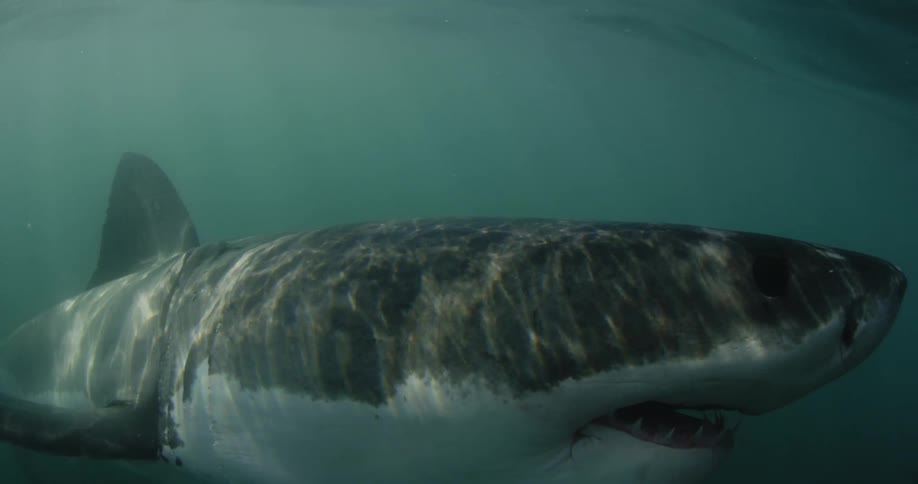A person reaches down into the water almost touching a shark