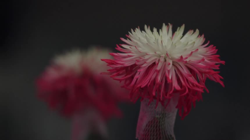 Red and white flowers sit in a dark area