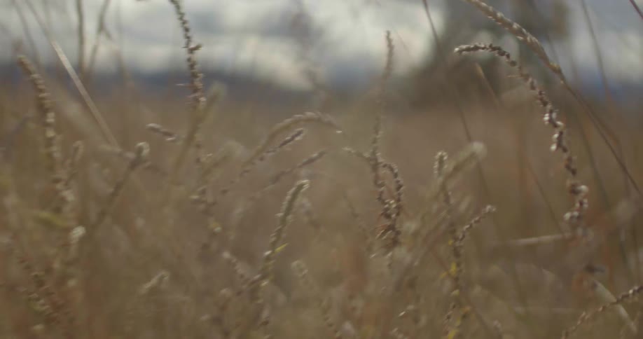 A close up view of dry grass and weeds
