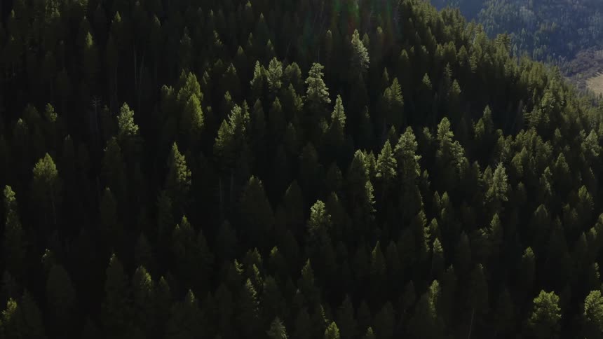 Aerial view of a pine tree forest on the slopes of a mountain