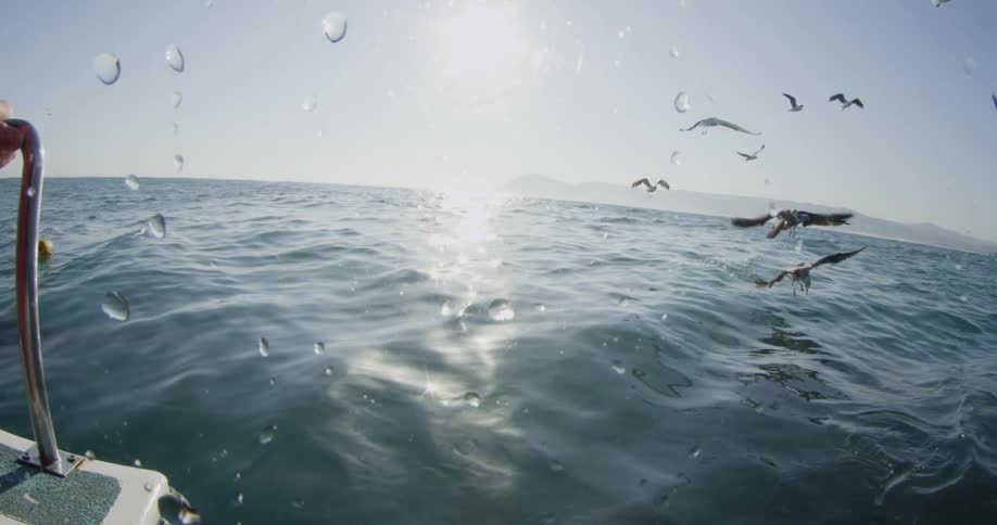 A flock of seagulls are flying next to a boat