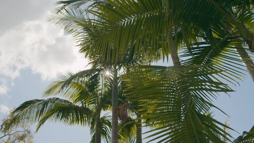 Palm trees with leaves moving in the breeze under a cloudy sky