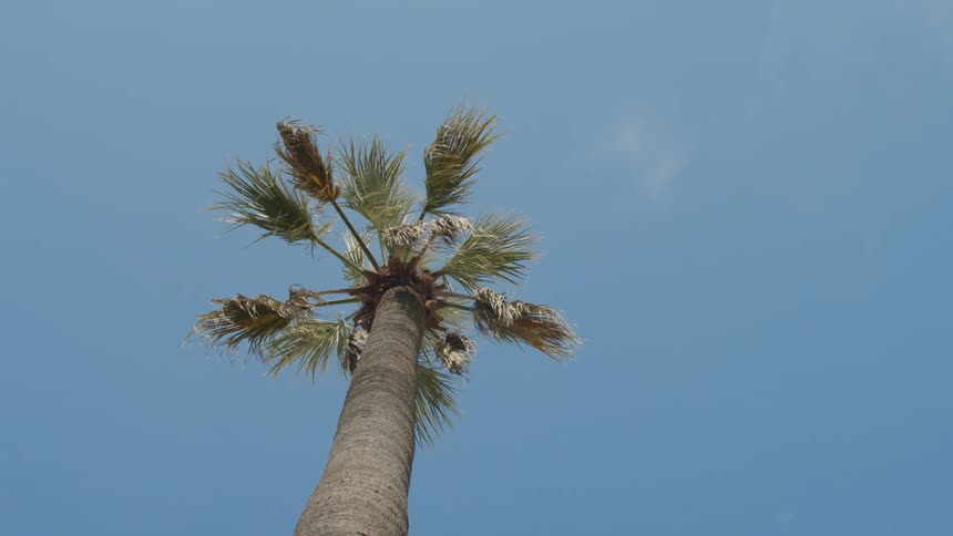 A palm tree stands tall with its leaves moving in the breeze against a clear blue sky