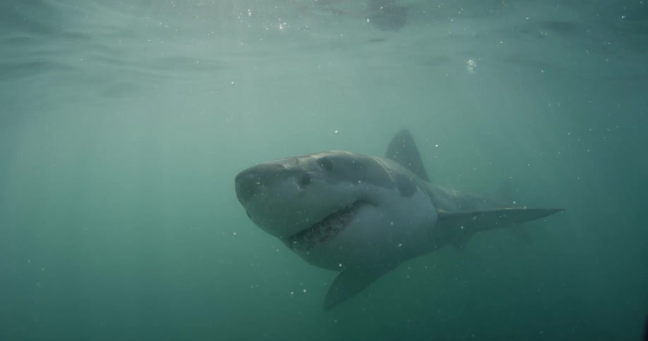 A shark swims through murky ocean water