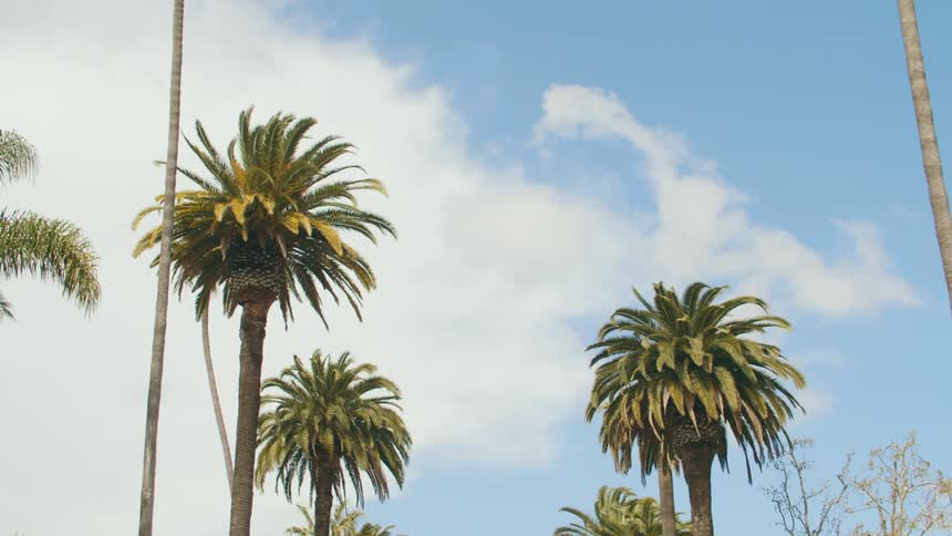 Palm trees along the side of a road under a cloud filled sky