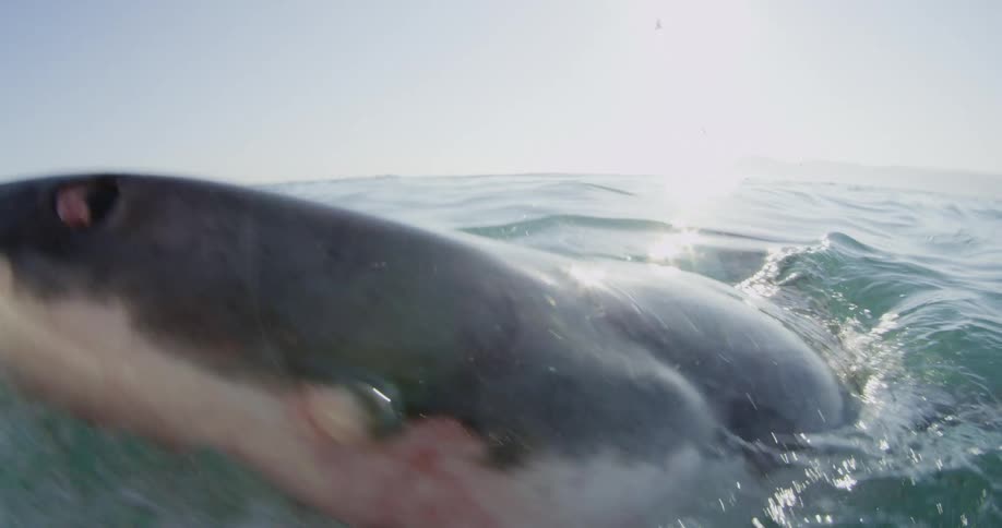 Extreme close-up of a shark breaching the water and grabbing something to eat