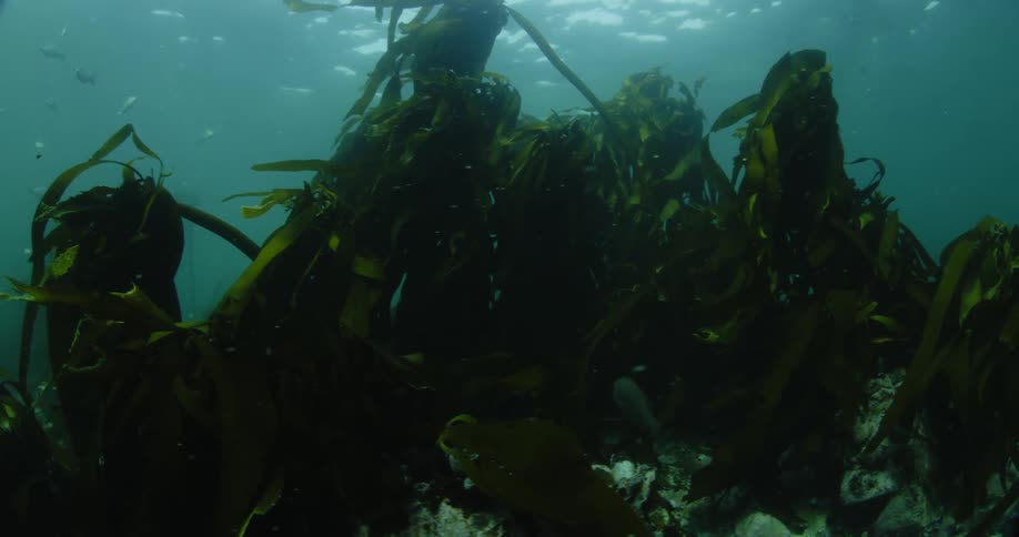 Fish swim near seaweed in the ocean