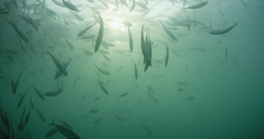 Sunlight shines through the ocean surface onto the fish below