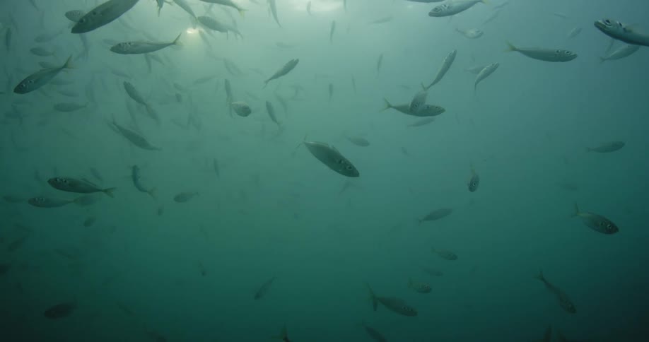 A school of fish in cloudy water