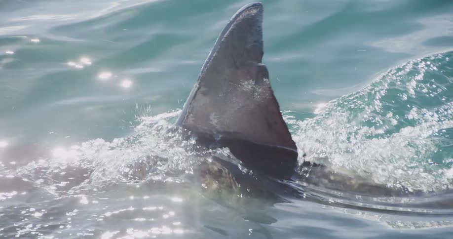 A shark fin sticking up through the water