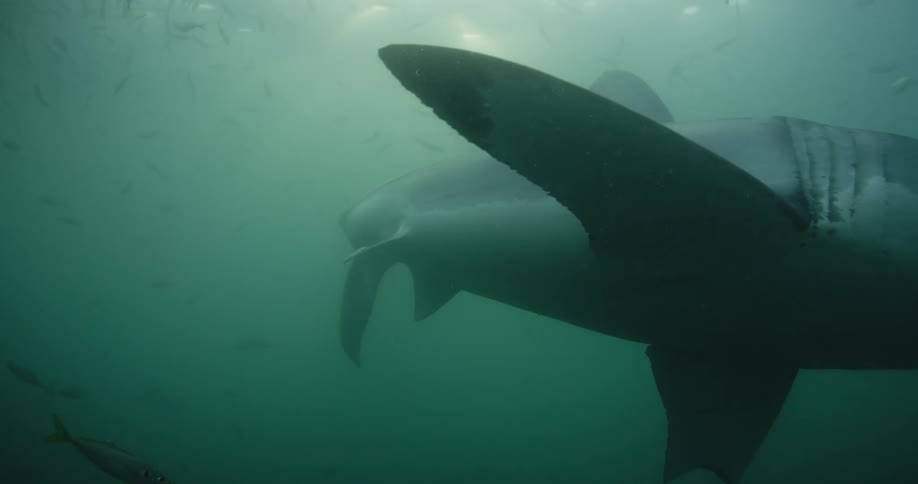 A shark swims towards fish in the water