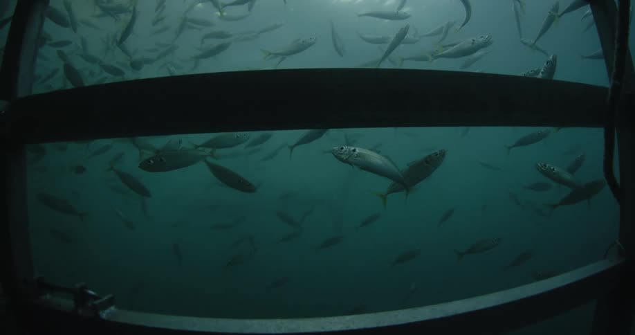 A group of fish and a shark are being filmed through a shark cage