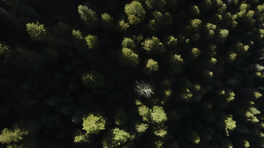 Sunlight turns a tree in a dense forest lighter than surrounding trees