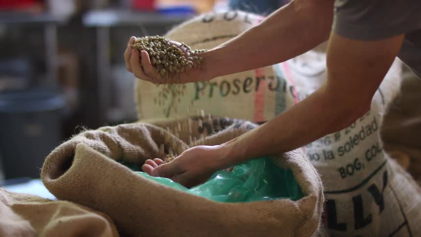 Man picks up roasted coffee beans from a burlap bag