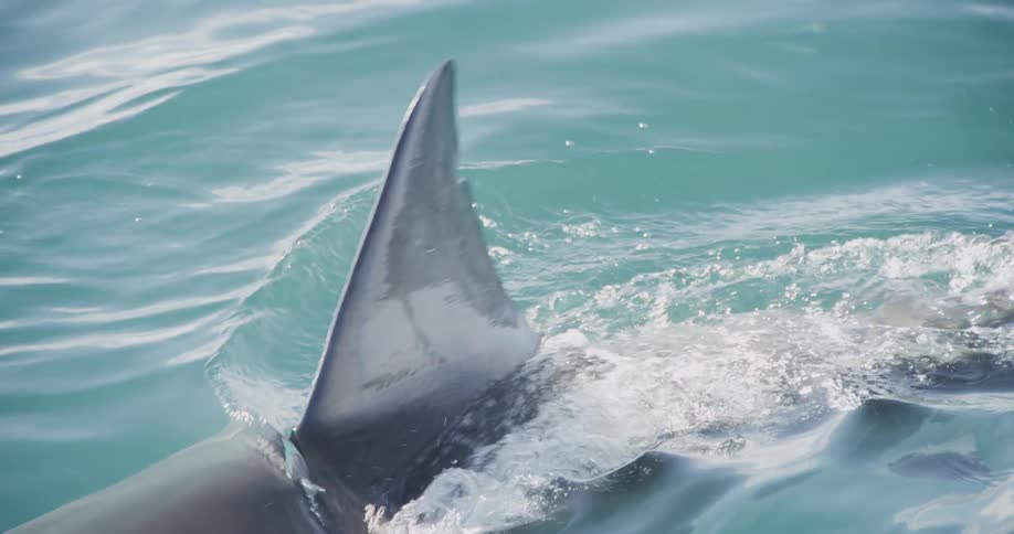 A shark fin glides through the surface of the ocean