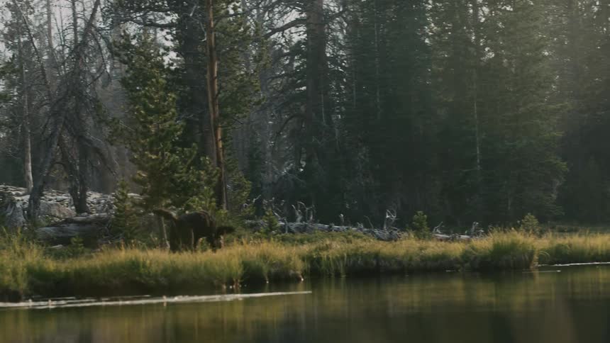 A woman plays with a large dog next to a river while a man puts up a tent