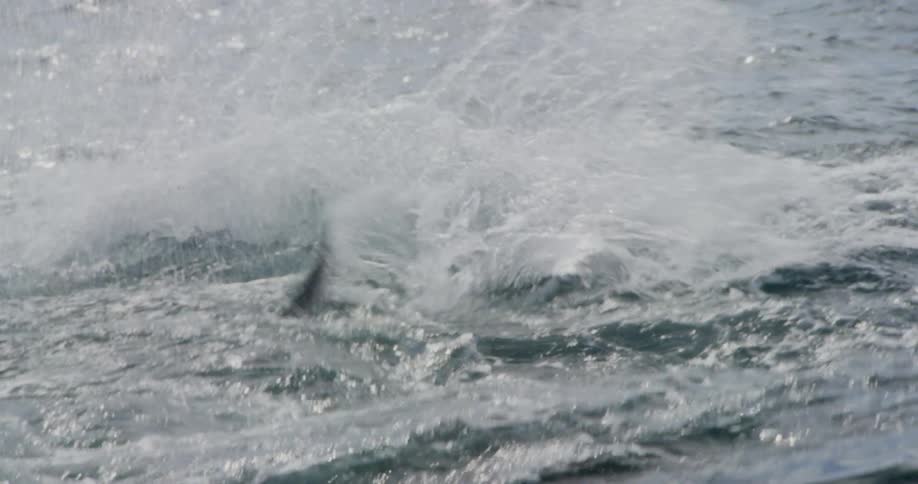 A shark is thrashing about near the surface of the ocean