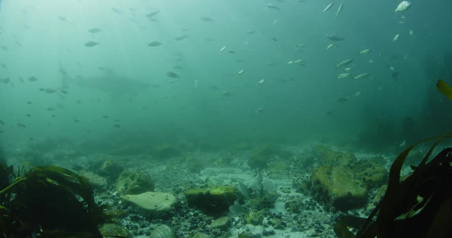 A shark and fish swim in the ocean