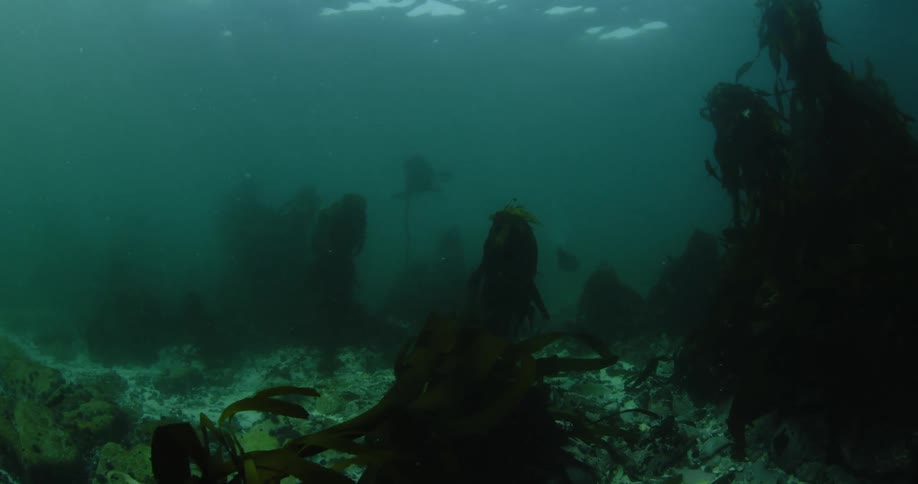 A sea lion swims among seaweed in the murky ocean