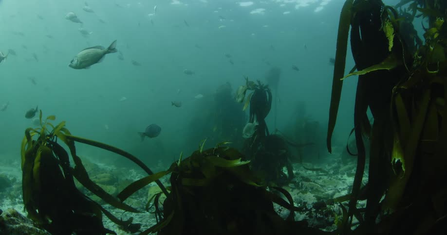 Man fish swim around coral in murky ocean water