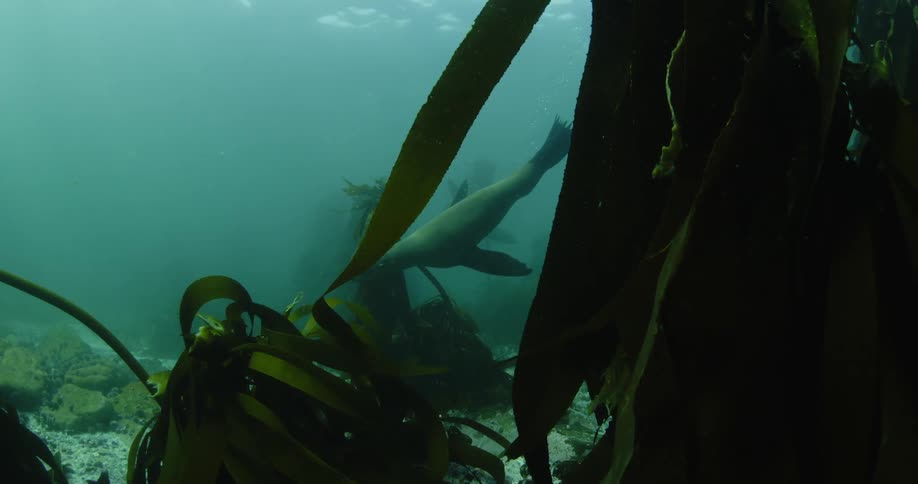 Seals swimming around kelp on ocean floor