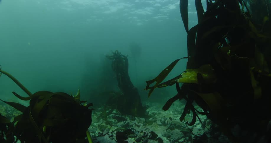 Coral sways in the ocean water