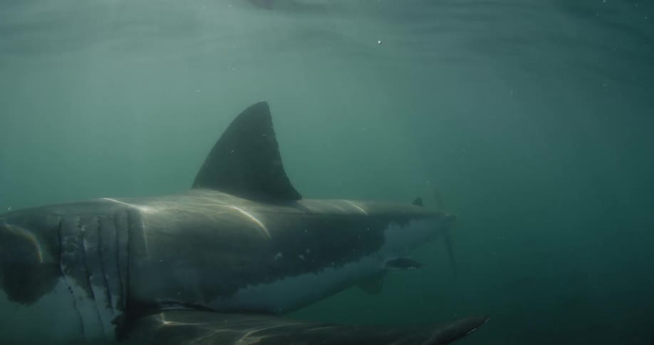 A shark swims past