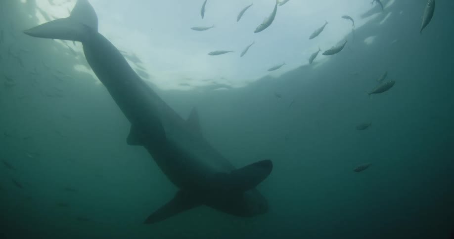 A shark swims just below the surface