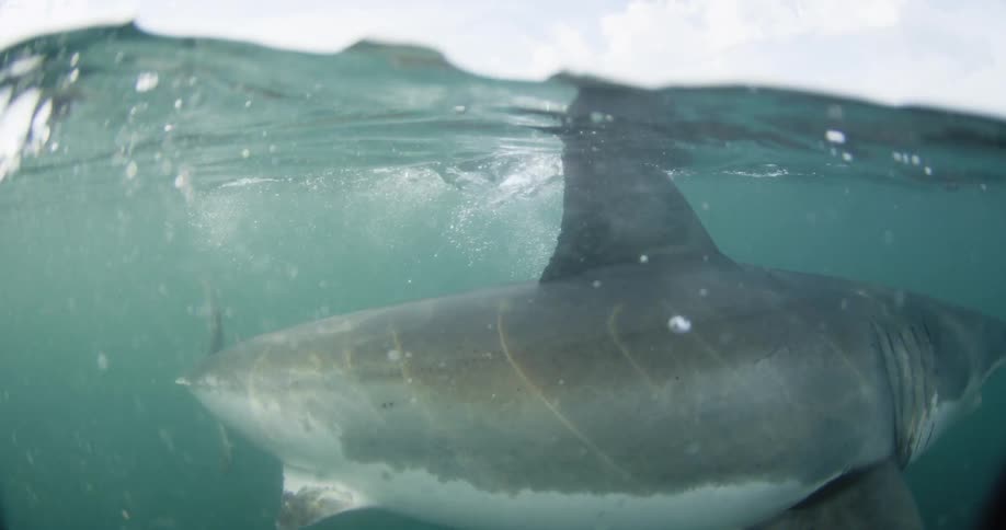 A shark swims near the surface of the ocean