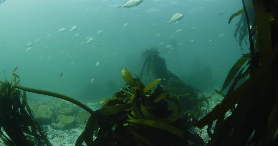 Fish swimming near kelp on ocean floor