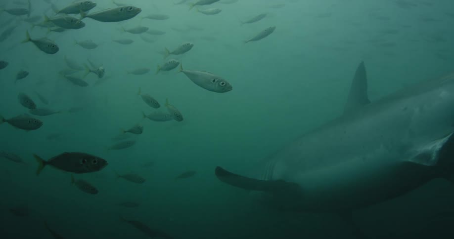 A shark swimming by a school of fish