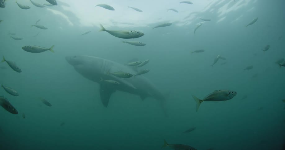 Fish and a shark swim in the ocean